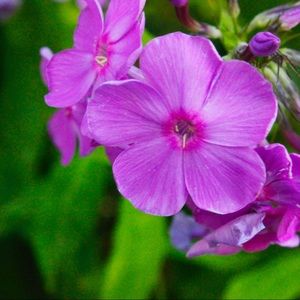 Meet your Posher, Avigail